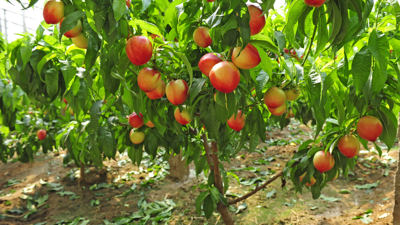 Close-up of nectarine tree in backyard garden