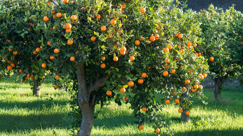 Orange tree with lots of fruit in sunny orchard