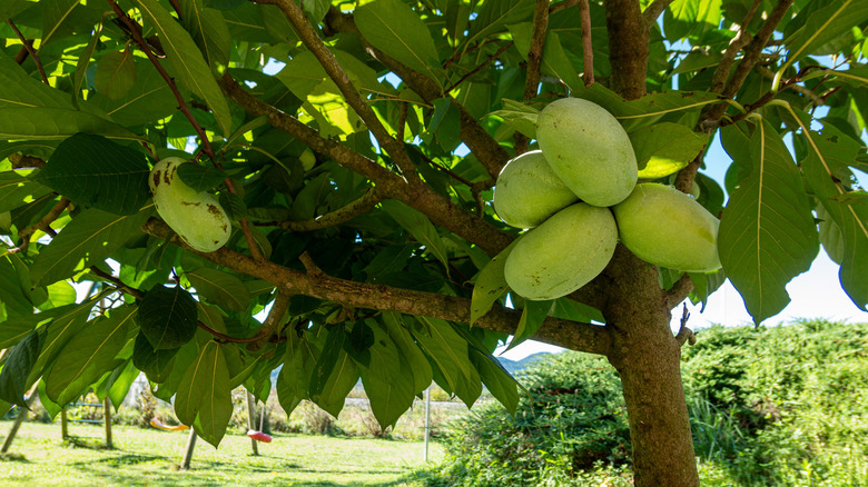 Close-up of pawpaw tree in sunny backyard
