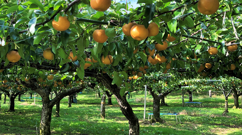Close-up of Asian pears on tree in sunny orchard