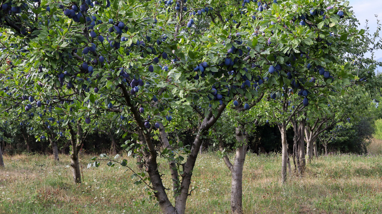 Line of fruitful plum trees in field