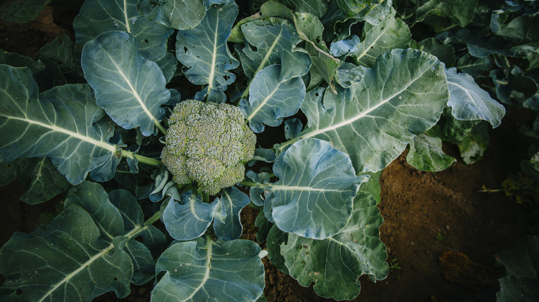 Head of broccoli, surrounded by leaves