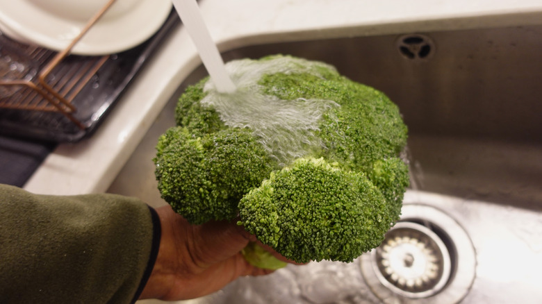 Person rinsing broccoli in sink