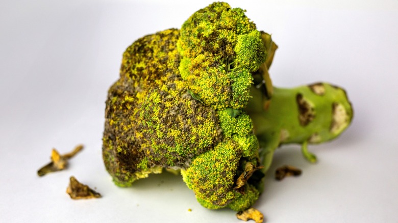 old dirty head of broccoli