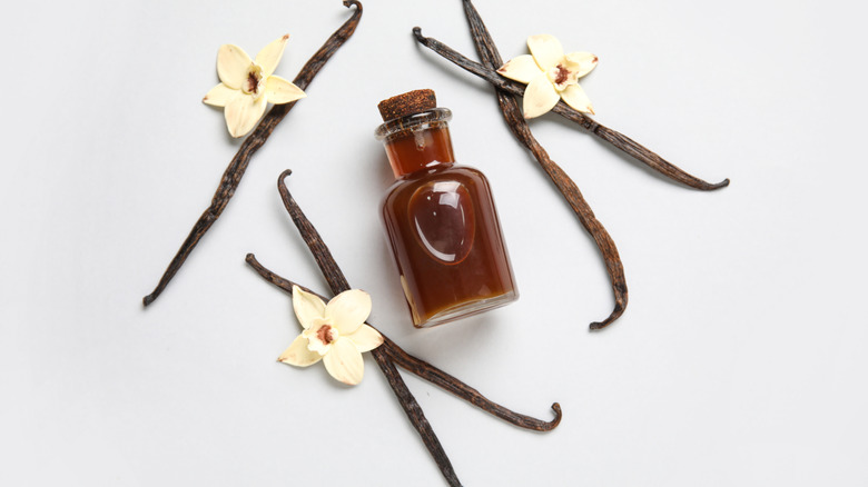 Bottle of vanilla extract next to vanilla pods on white background