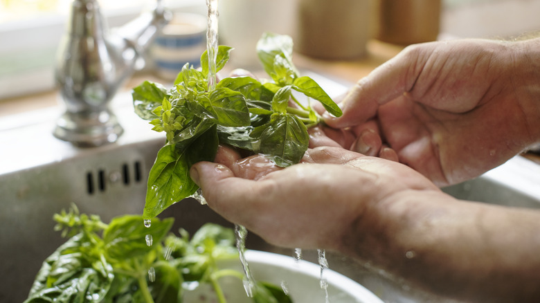 person washing basil in sink