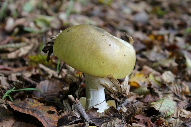 Death cap mushroom