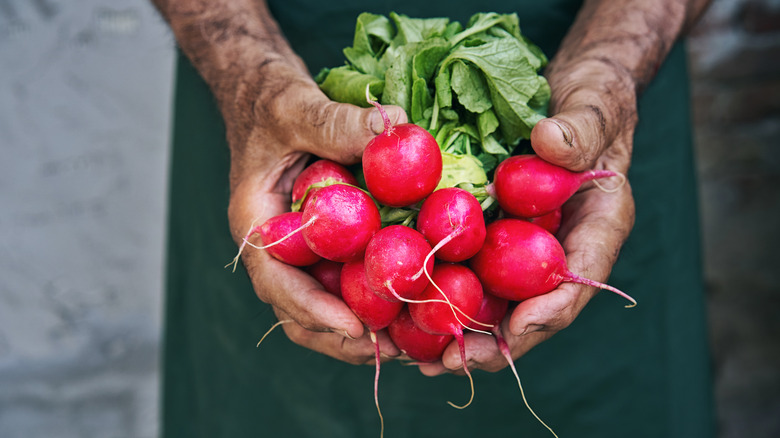 Farmer holding radishes