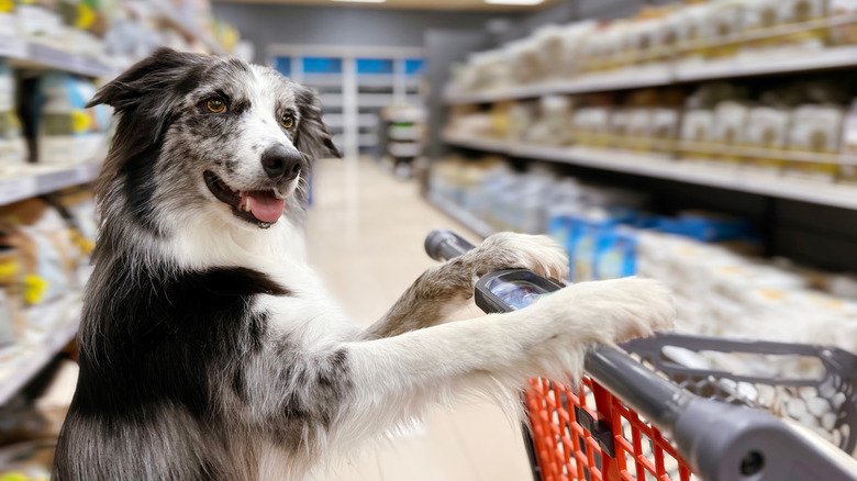 Border collie in a supermarket, with its paws up on the handles of the shopping cart