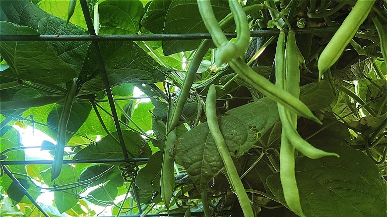 Blue Lake green bean plant