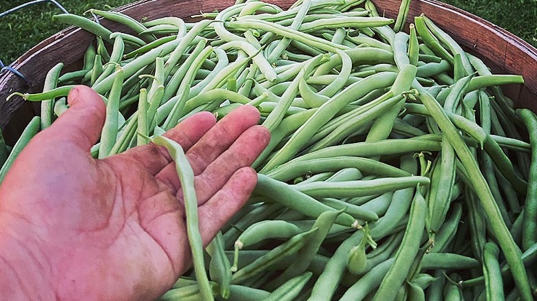 Man holding Contender beans