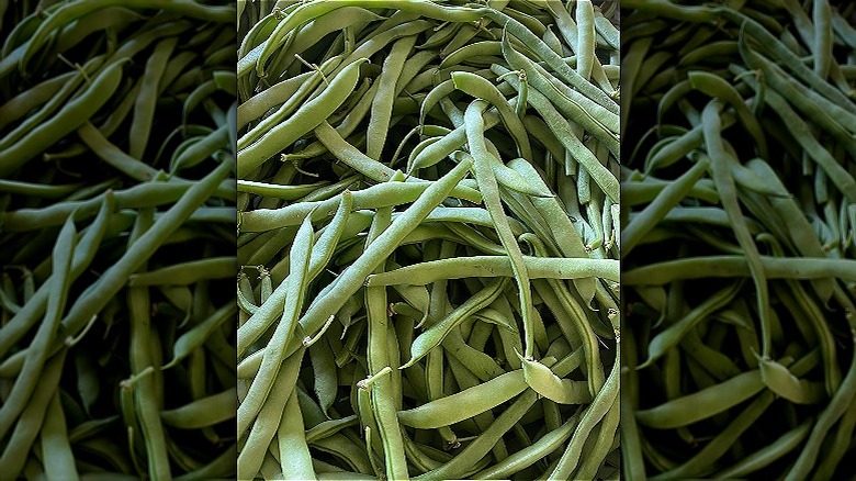 Kentucky Wonder beans