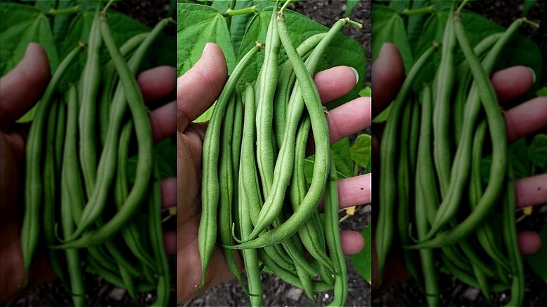 Maxibel French filet bean