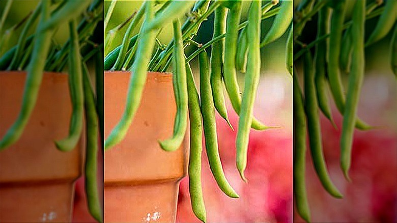 Porch Pick beans in container