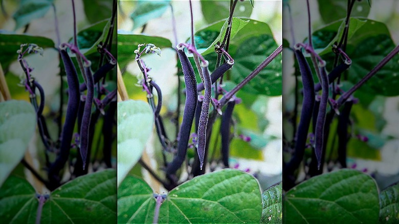 Royal Burgundy beans