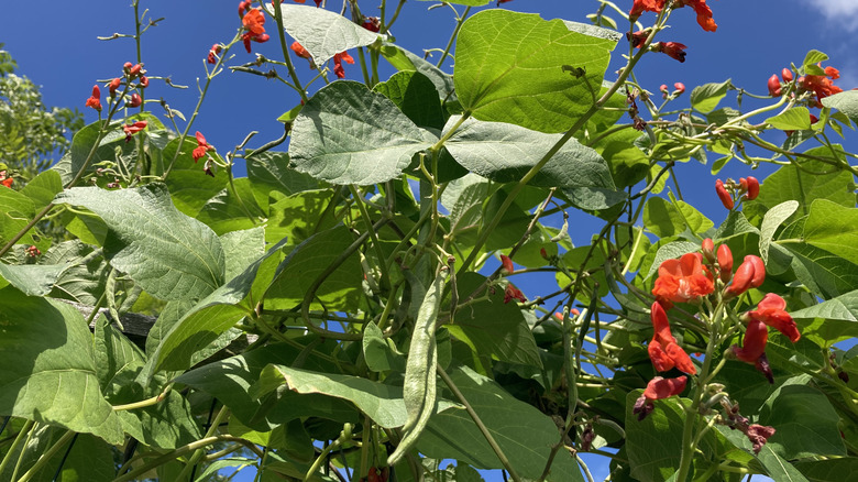 Scarlet Runner plant and beans