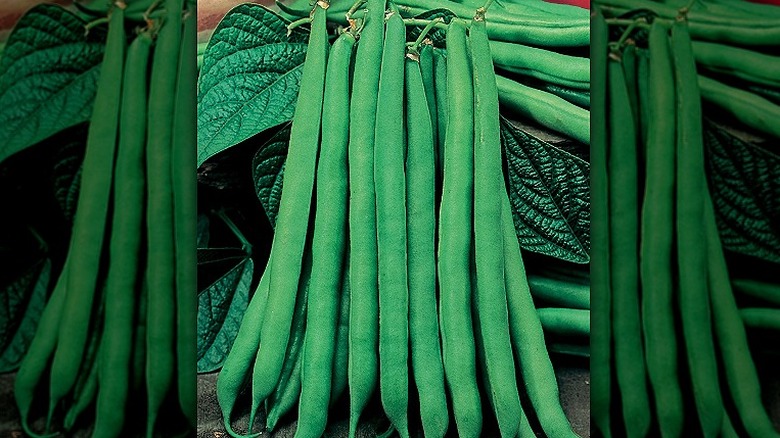 Tendergreen beans