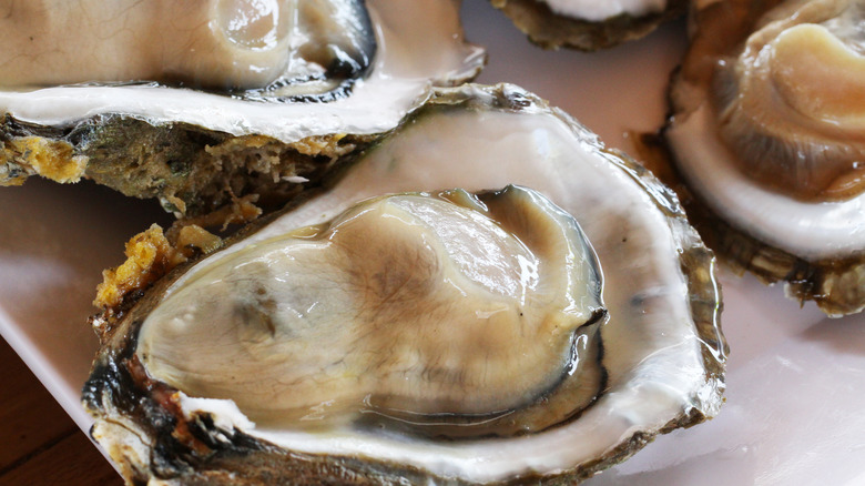 raw oysters