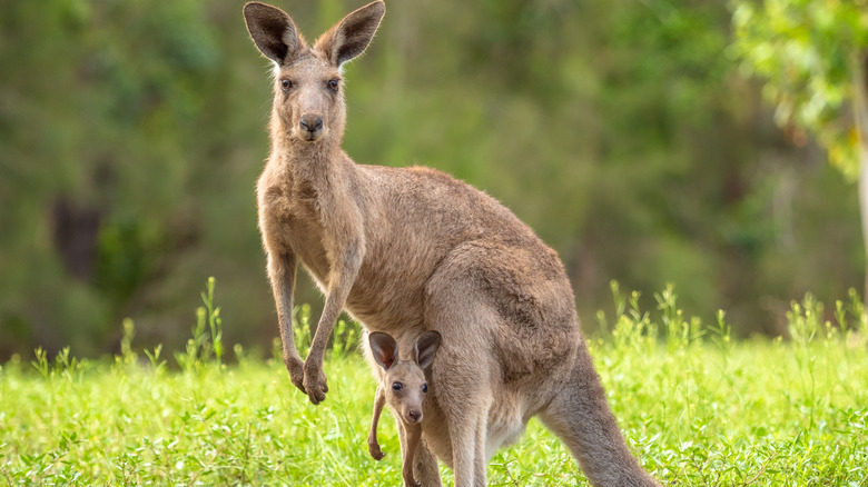kangaroo with baby in pouch