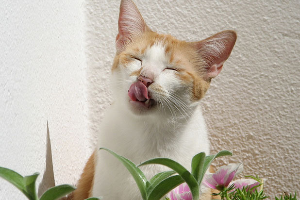 Cats' Tongues