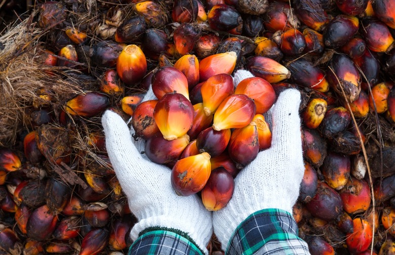 They're Phasing in Rainforest-Safe Palm Oil