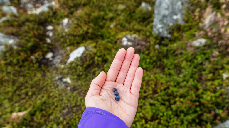 Person holding blueberries in hand