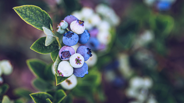 Lowbush blueberries ripening on bush