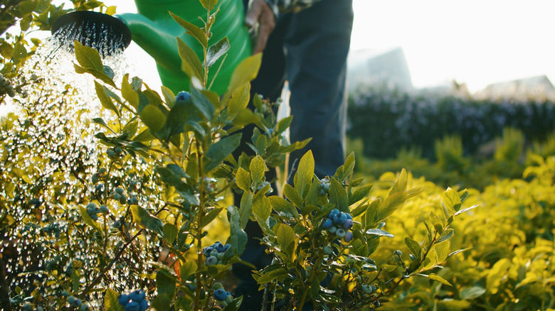 Person watering blueberry plants