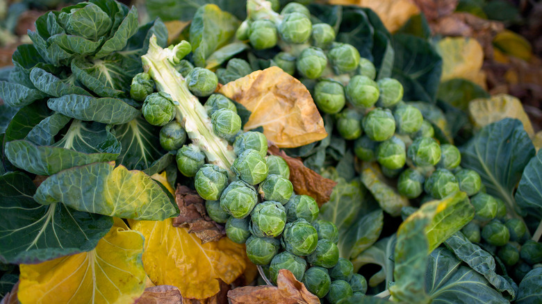 brussels sprouts on their stalks