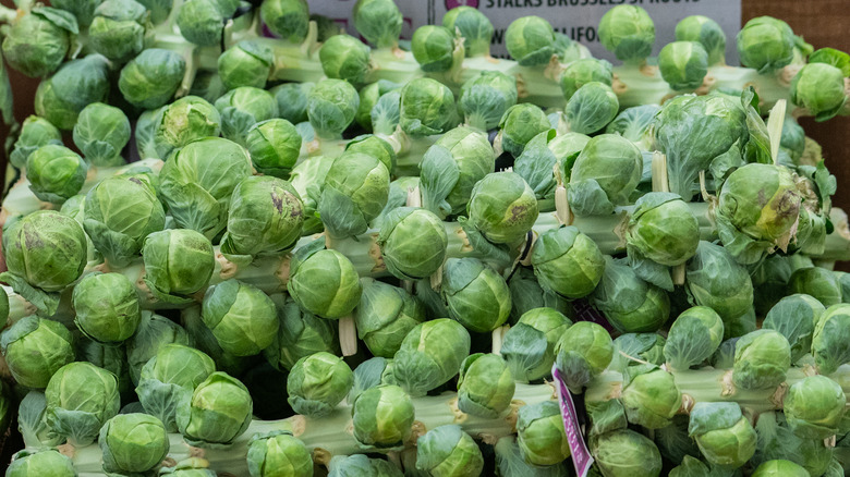 brussel sprouts on stalks