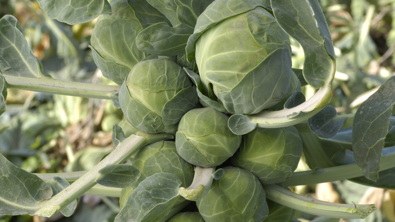 brussels sprouts growing on stalk
