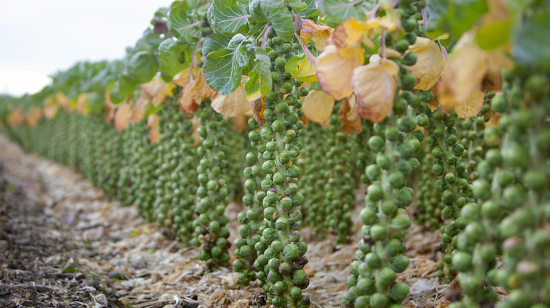 brussels sprouts stalks in field