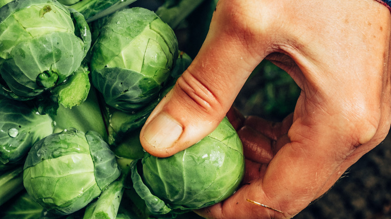 person picking brussels sprouts