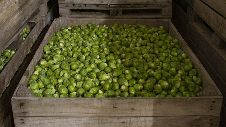 brussels sprouts in a crate