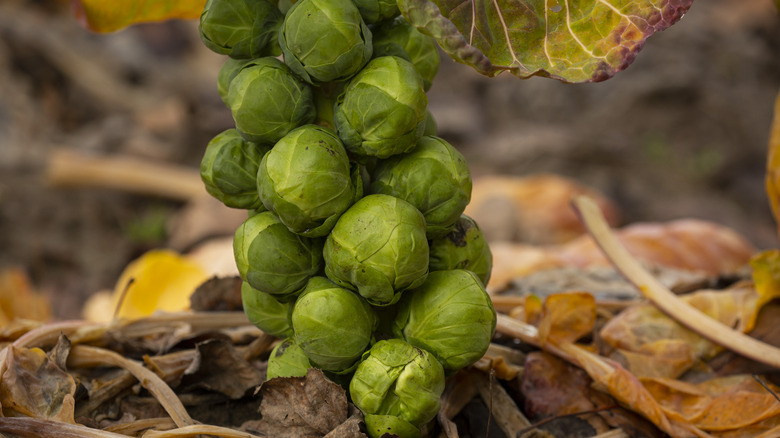 brussels sprouts growing in ground