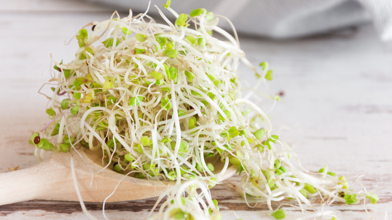 Fresh sprouts on wooden spoon