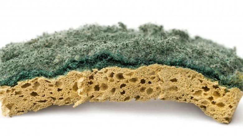 dirty kitchen sponge
