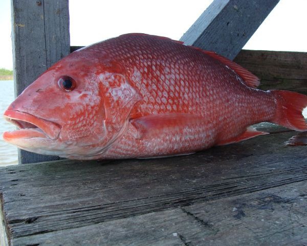 21 Species of West Coast Groundfish Upgraded to Sustainable