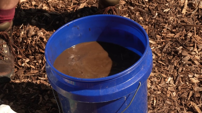 Close-up of freshly made compost tea