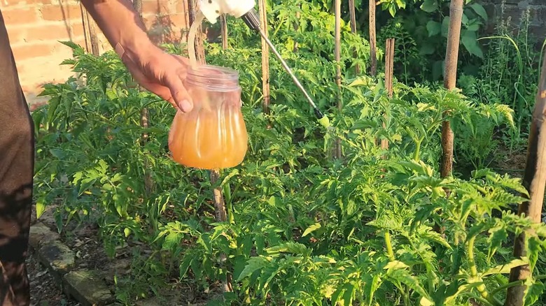 Gardener spraying an orange peel powder solution on garden to deter pests