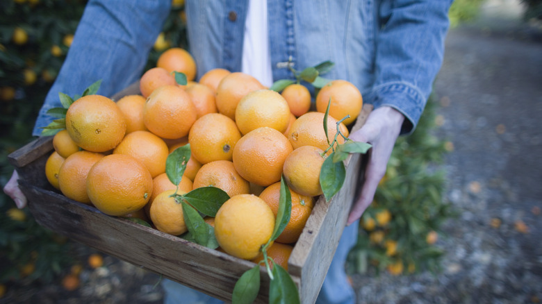 person holding a box of oranges
