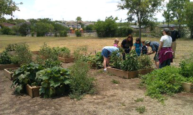 Buy Seeds, Plant a Row, Donate Your Harvest