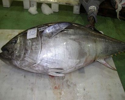 Bluefin Tuna