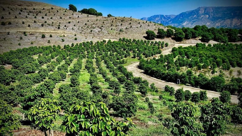 California Coffee Collective's coffee plantation in Ventura Country