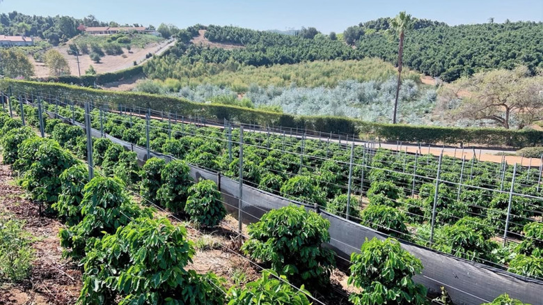 Coffee bushes on the FRINJ farm in California