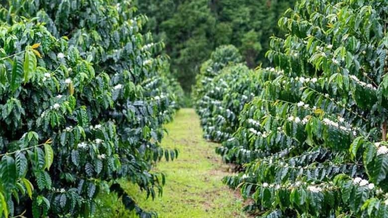 Big Island Coffee Roasters image of a crop of coffee beans growing in Hawaii