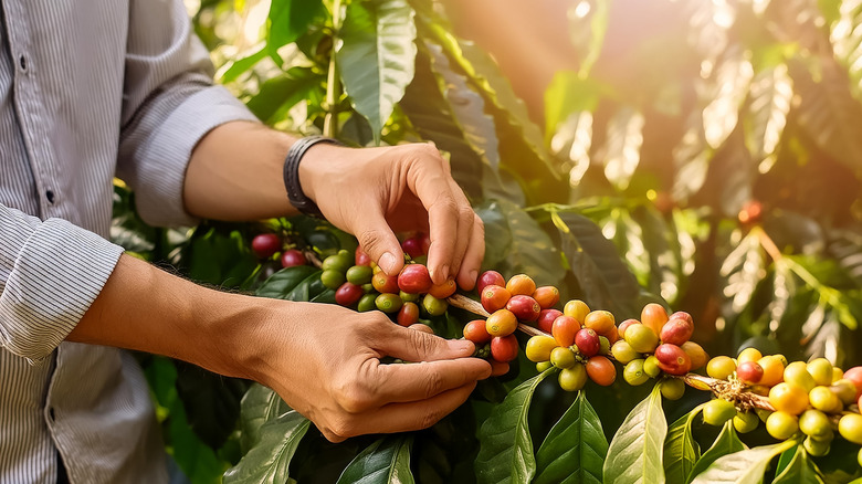 person harvesting coffee beans growing