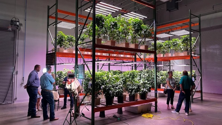 coffee plants growing hydroponically inside the Big Guns Coffee warehouse