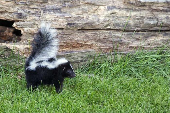 5 Creative Ways to Use Dish Soap This Summer