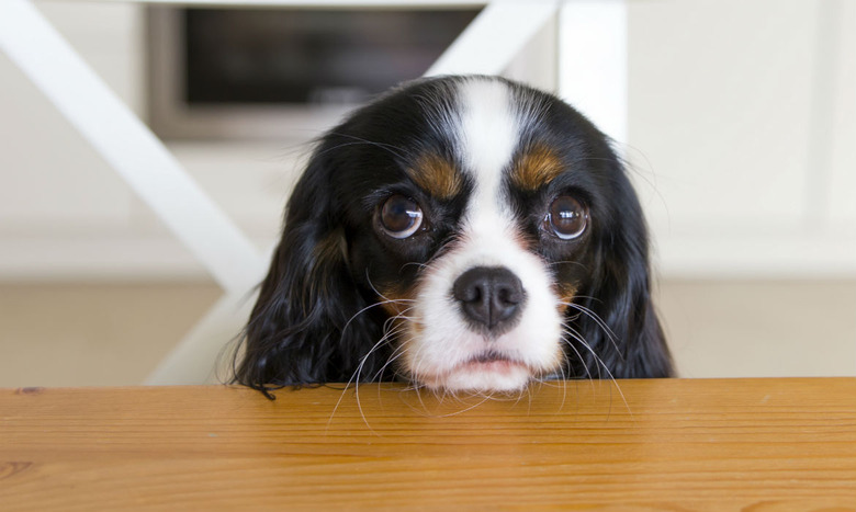 King Charles Spaniel